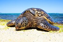حفاظت از لاک‌پشت‌های دریایی در بوشهر/ برداشت بارناکل غیرقانونی است